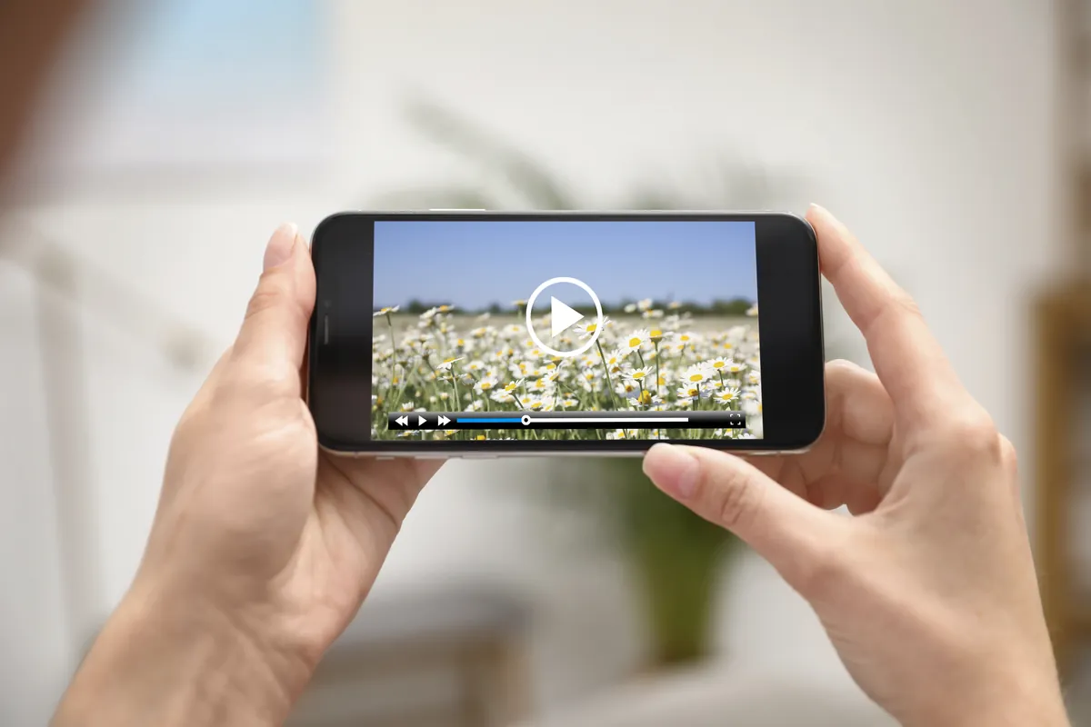 Mains tenant un smartphone à l'horizontale qui lit une vidéo de champ de marguerites